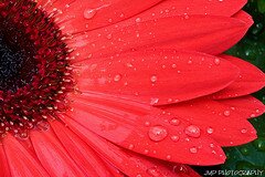 load testing flower after storm
